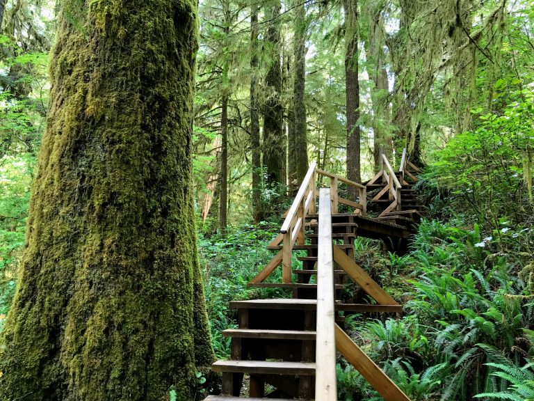 Rainforest Trail Tofino - Loop A - Frederik Maesen